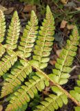 Polystichum braunii