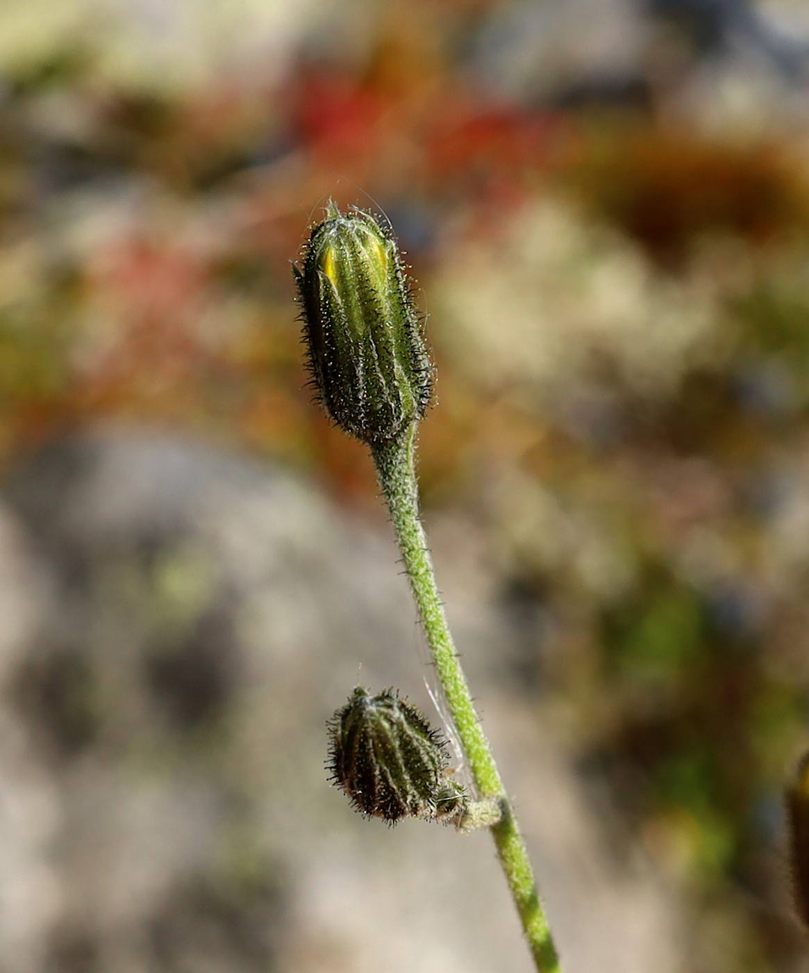 Image of Hieracium taigense specimen.