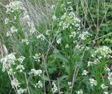 Armoracia rusticana