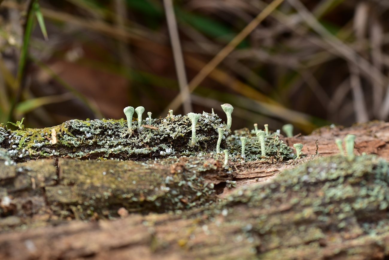 Изображение особи род Cladonia.