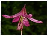 Lilium pilosiusculum