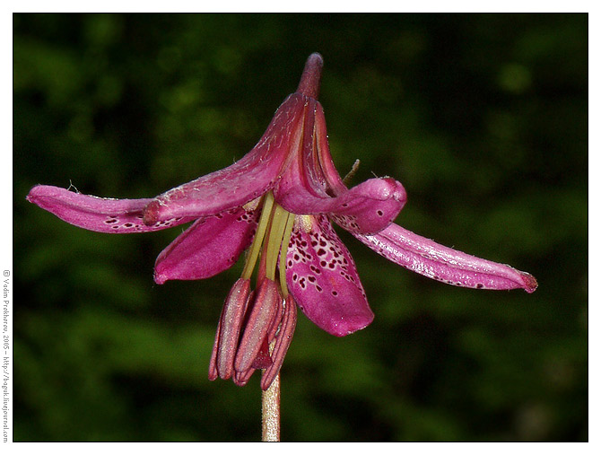 Image of Lilium pilosiusculum specimen.