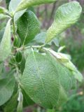 Salix cinerea