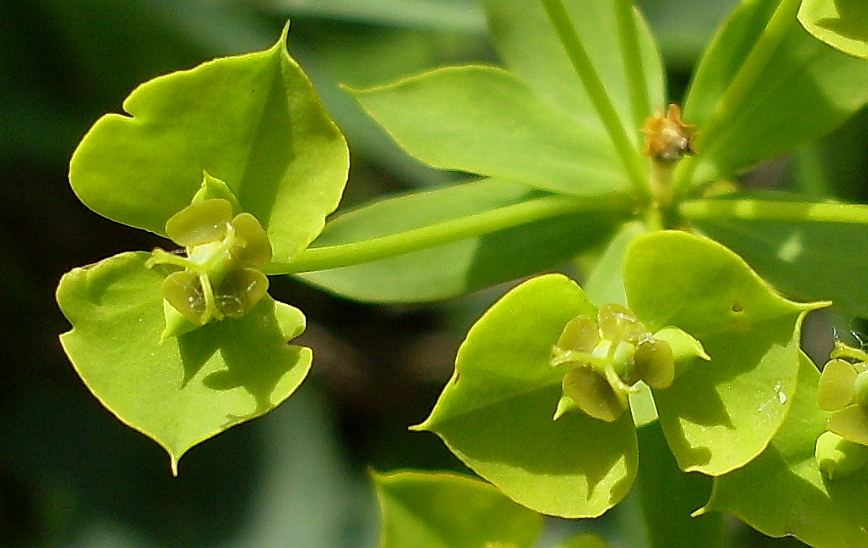 Image of Euphorbia seguieriana specimen.