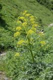 Ferula inciso-serrata