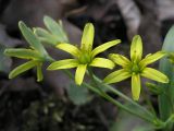 Gagea lutea