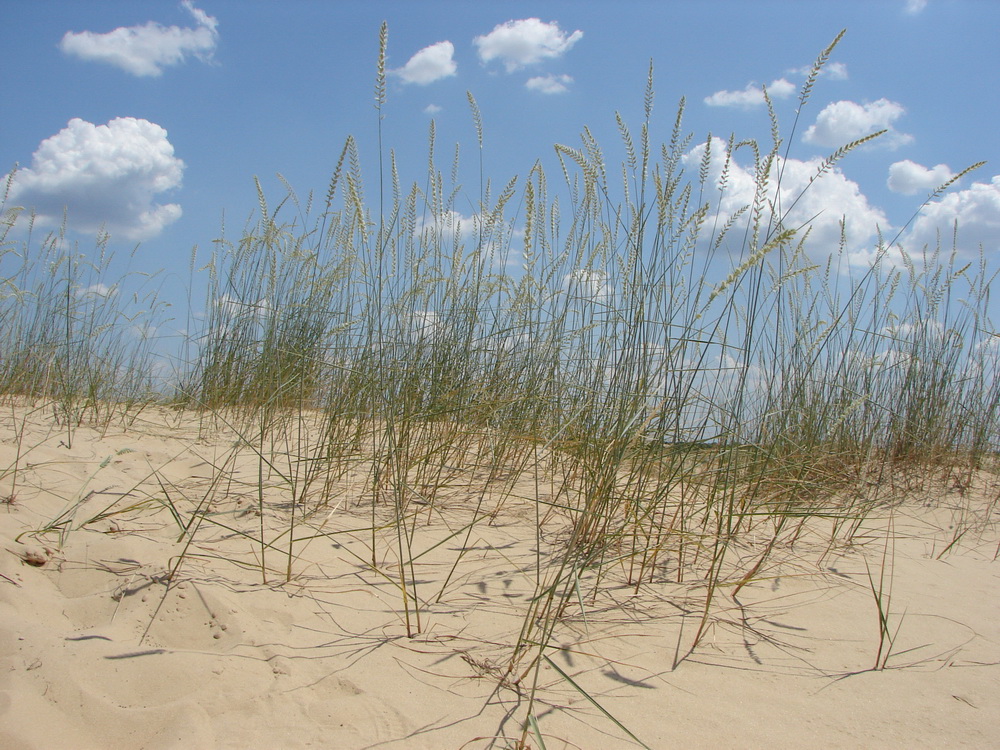 Image of Agropyron dasyanthum specimen.