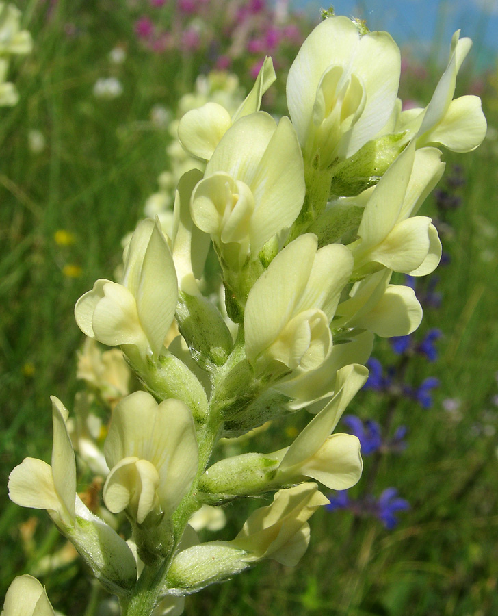 Изображение особи Oxytropis hippolyti.