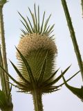 Dipsacus laciniatus. Соцветие (длина около 12 см). Южный Берег Крыма, окр. Понизовки, территория заброшенной стройки. 12 июля 2011 г.