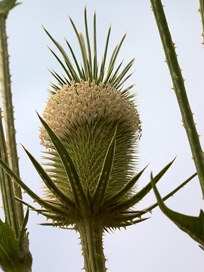 Image of Dipsacus laciniatus specimen.