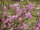 Chamaenerion colchicum. Верхняя часть цветущего растения. Краснодарский край, 10 км В пос. Лазаревское, пос. Татьяновка, пойма р. Псезуапсе. 29 сентября 2005 г.