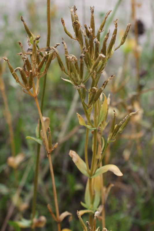 Image of Centaurium erythraea specimen.