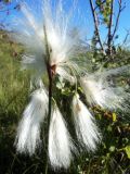 Eriophorum angustifolium