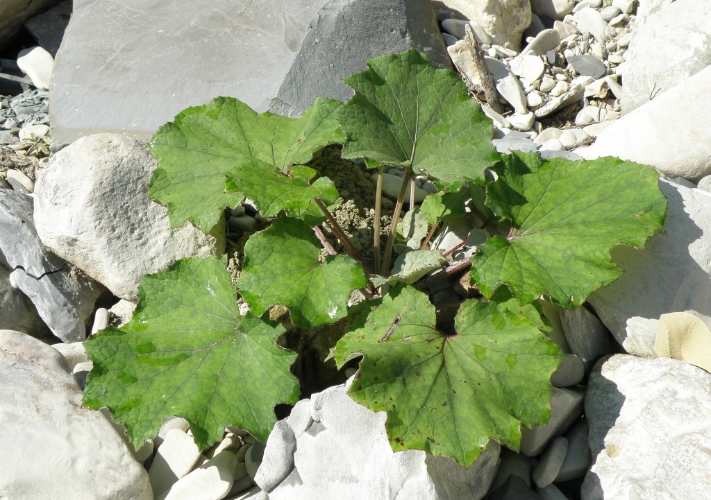 Image of Tussilago farfara specimen.