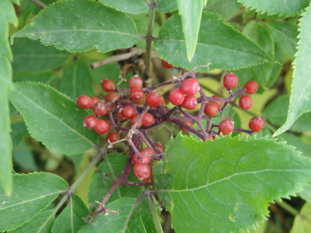 Image of Sambucus tigranii specimen.