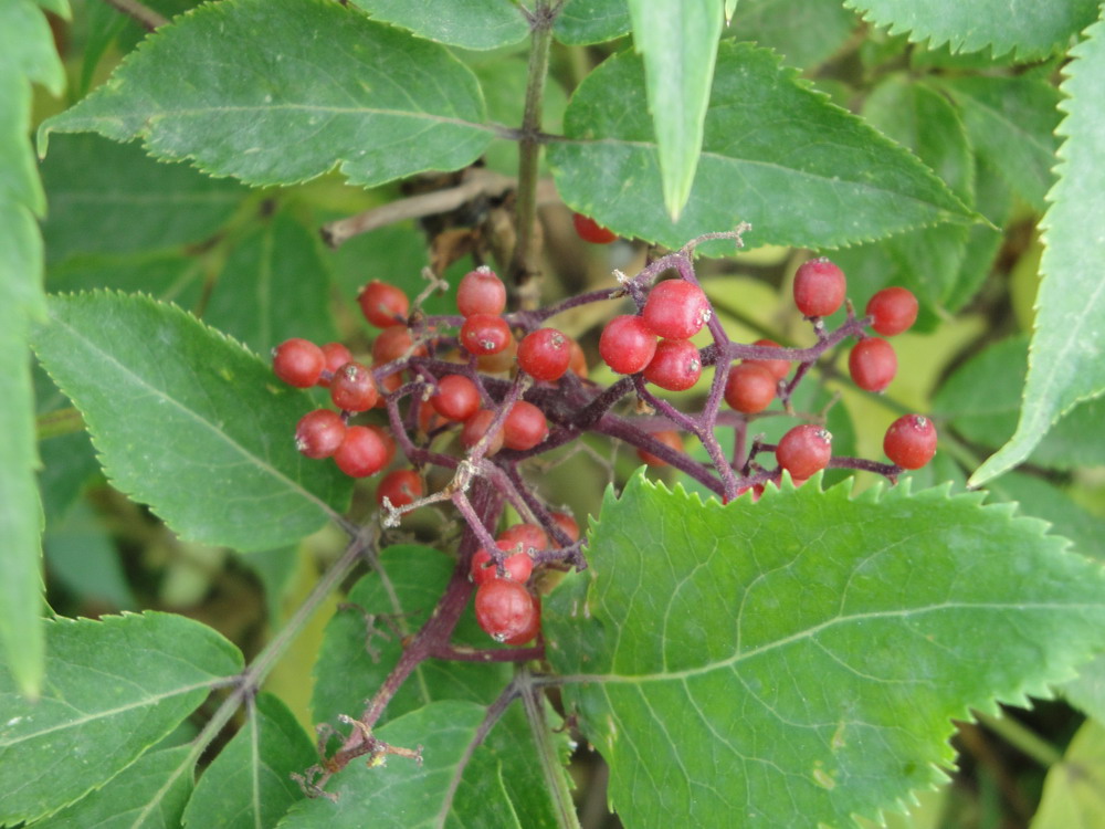 Изображение особи Sambucus tigranii.