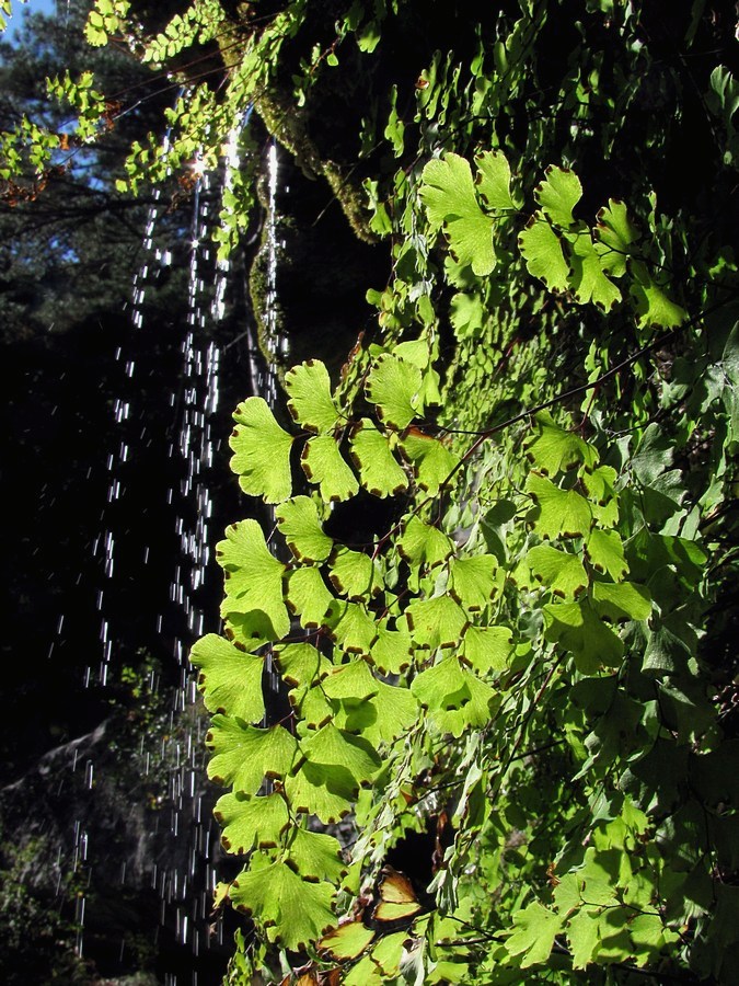 Изображение особи Adiantum capillus-veneris.