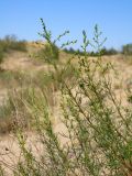 Artemisia arenaria