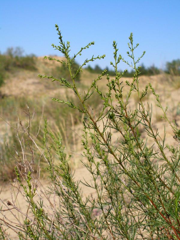 Изображение особи Artemisia arenaria.