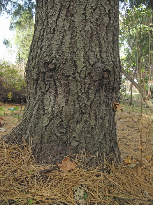 Image of Pinus strobus specimen.