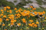 Trollius altaicus. Скопление цветущих растений на горном лугу. Южный Казахстан, Таласский Алатау, ущелье Коксай, высота 2700 м н.у.м. 20.07.2010.