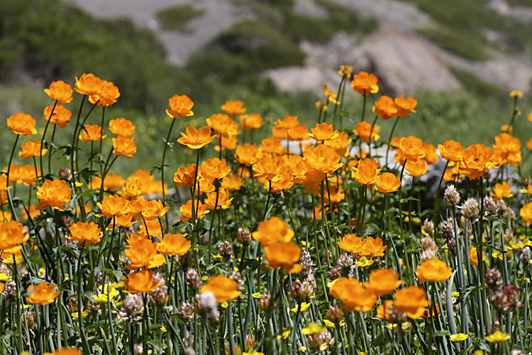 Изображение особи Trollius altaicus.