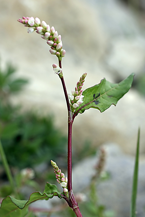 Image of Persicaria × lenticularis specimen.