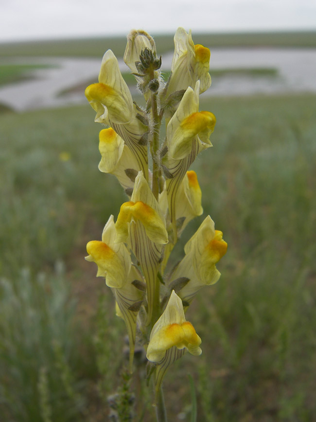 Изображение особи Linaria incompleta.