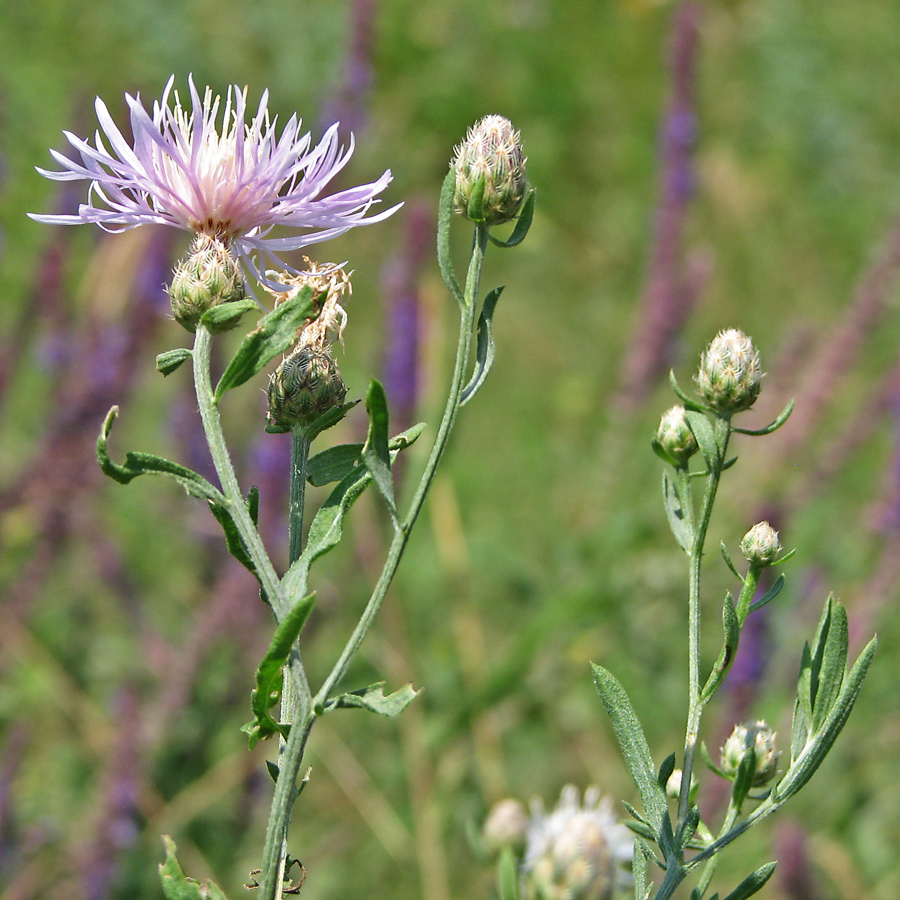 Изображение особи род Centaurea.