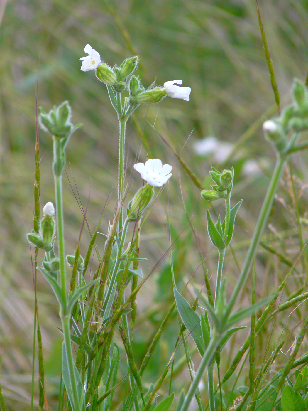 Image of Melandrium album specimen.