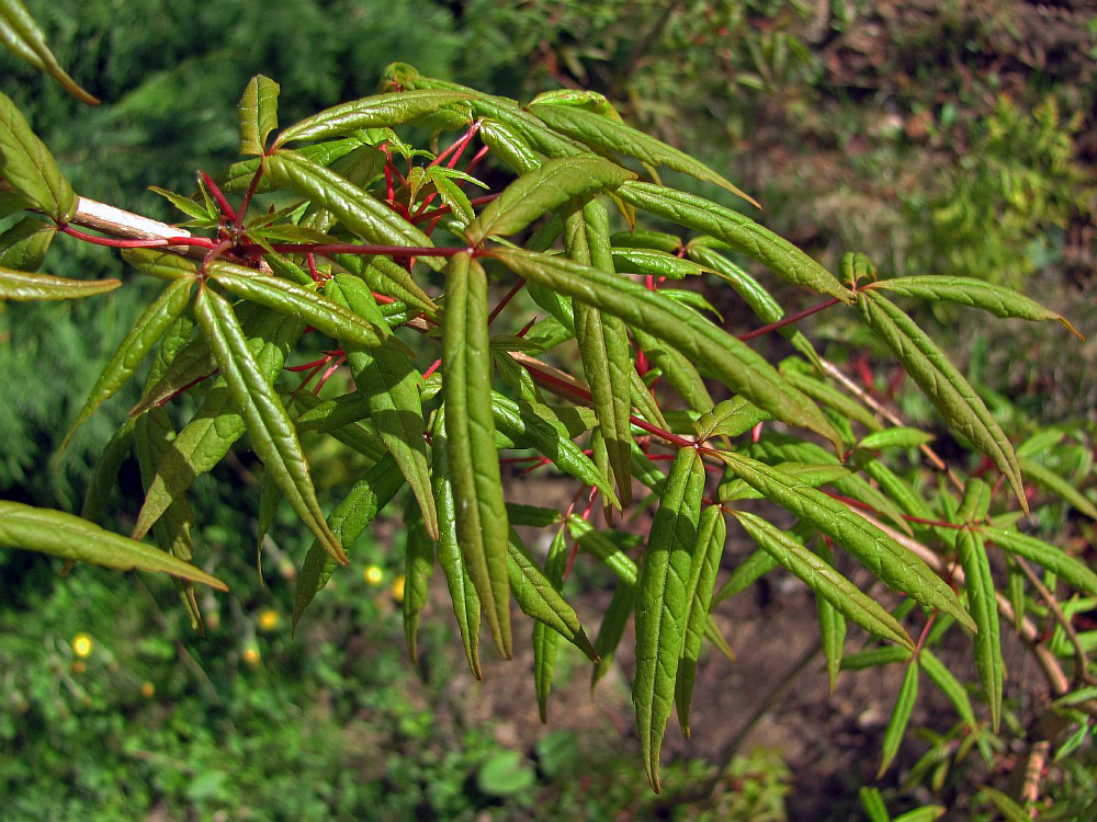 Image of Acer mandshuricum specimen.