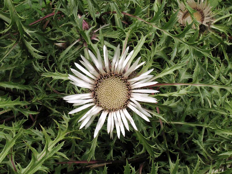 Изображение особи Carlina acaulis.