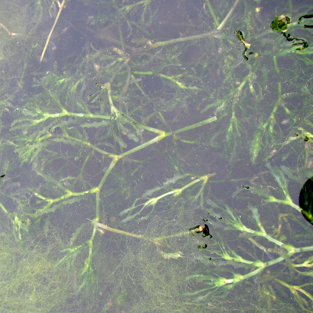 Image of Najas major specimen.