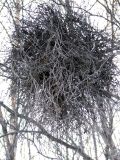 Изображение особи. Автор - Евгений Берестовский