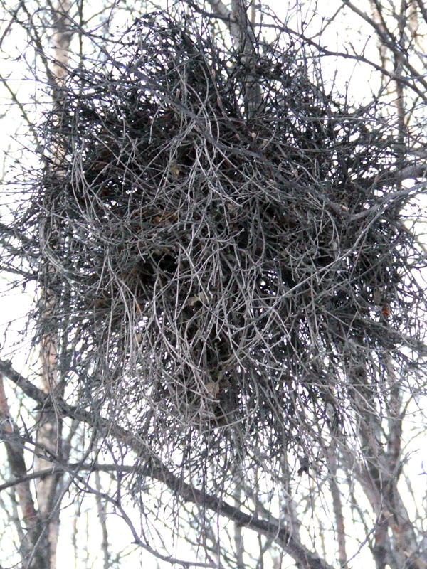 Image of genus Betula specimen.