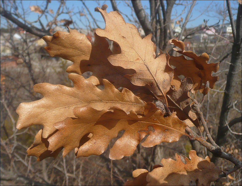 Изображение особи Quercus pubescens.