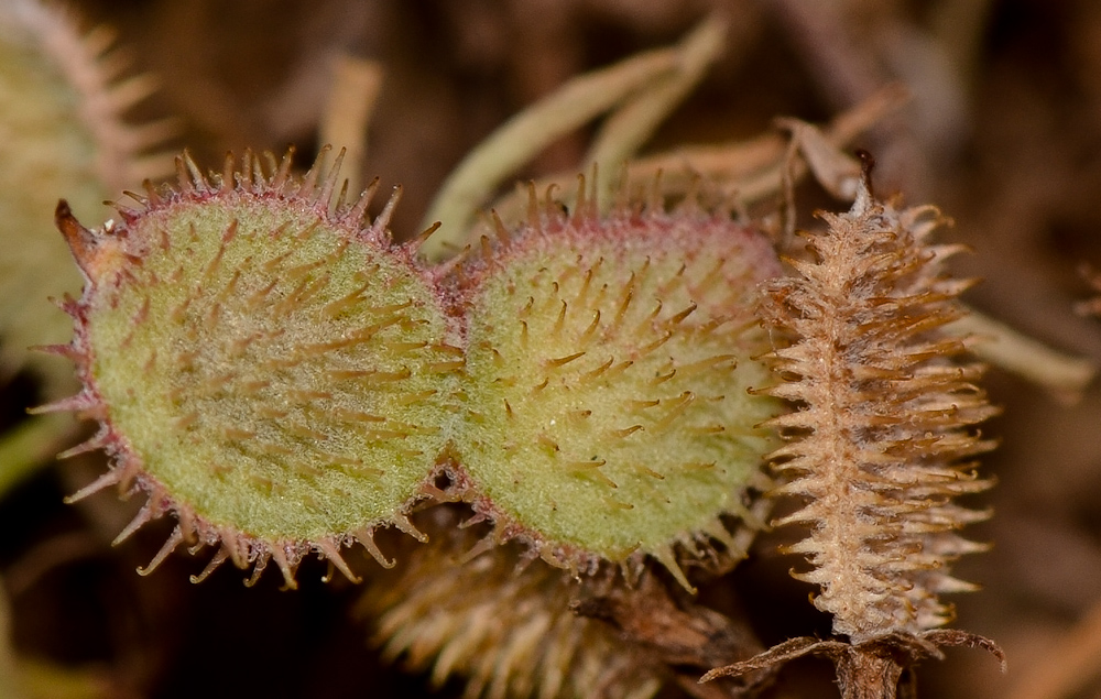 Image of Hedysarum spinosissimum specimen.