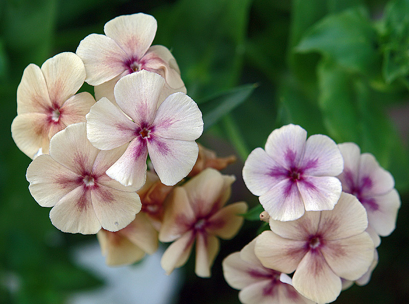 Изображение особи Phlox drummondii.