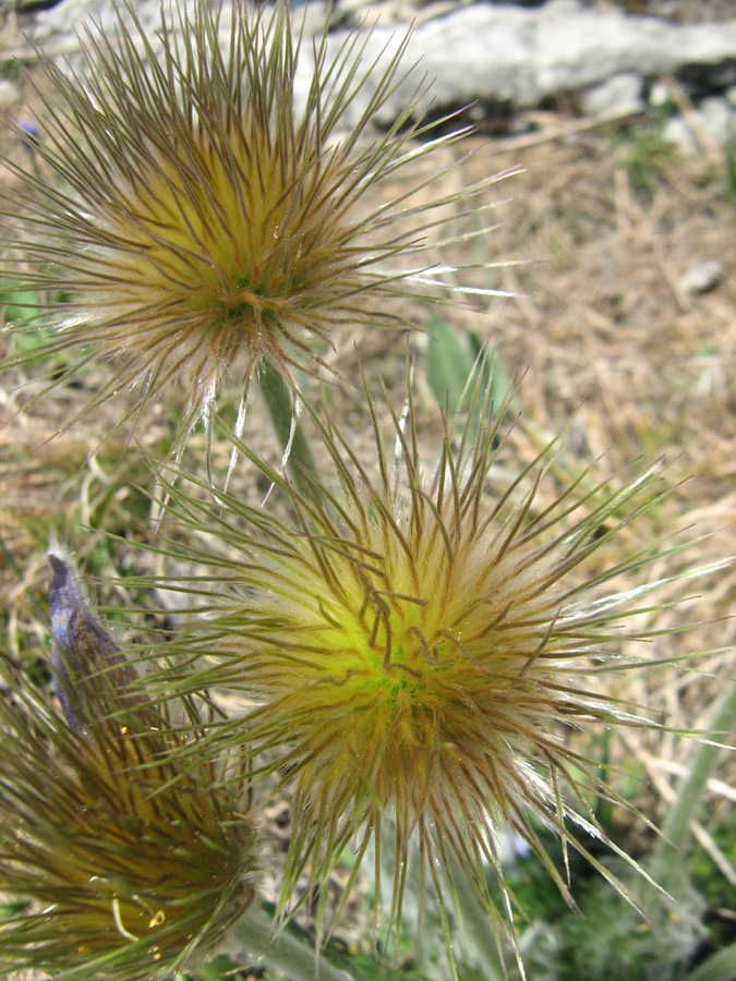 Image of Pulsatilla taurica specimen.