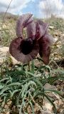 Iris lycotis