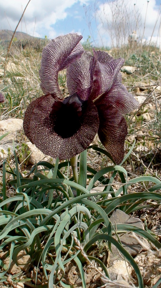 Image of Iris lycotis specimen.