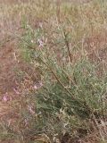 Astragalus brachylobus. Цветущее растение в песчаной полупустыне. Калмыкия, Черноземельский р-н, окр. пос. Лагань. 28.04.2012.