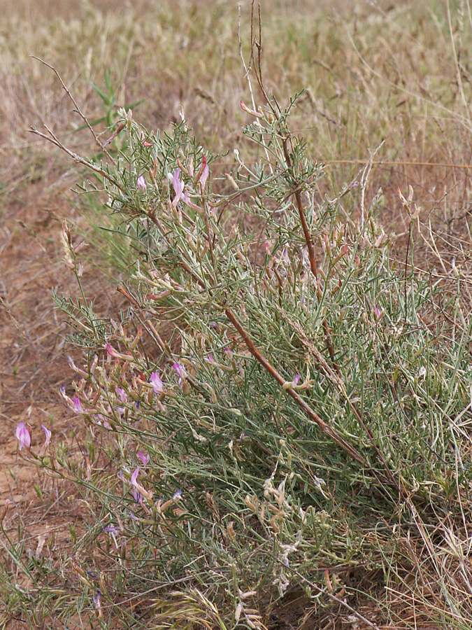 Изображение особи Astragalus brachylobus.