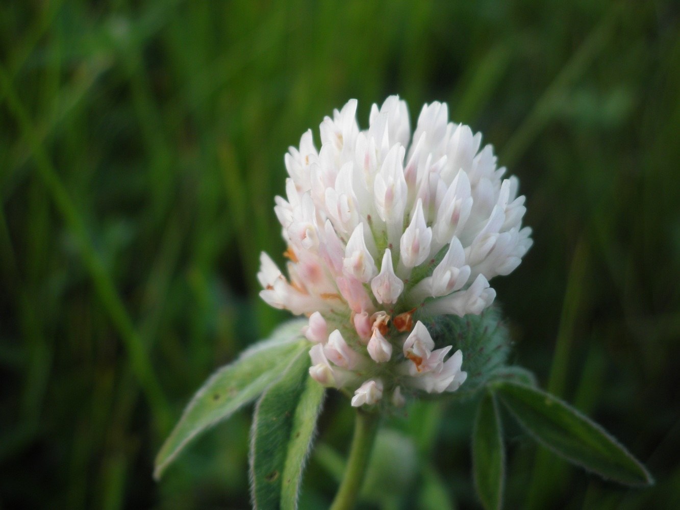 Изображение особи род Trifolium.