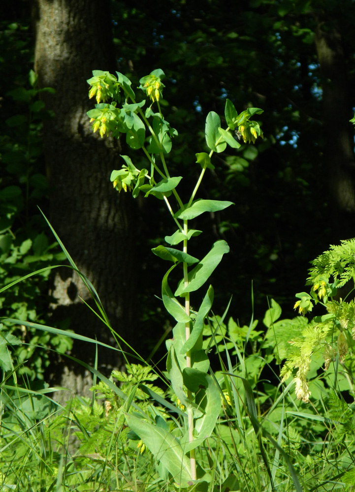 Изображение особи Cerinthe minor.