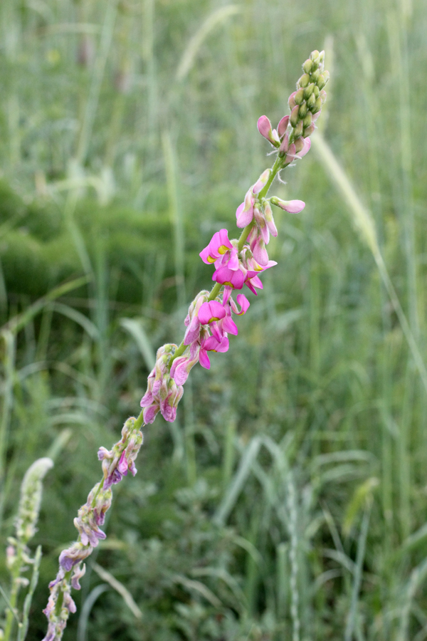 Изображение особи Onobrychis grandis.