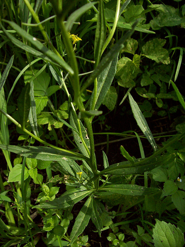 Image of Erysimum cheiranthoides specimen.