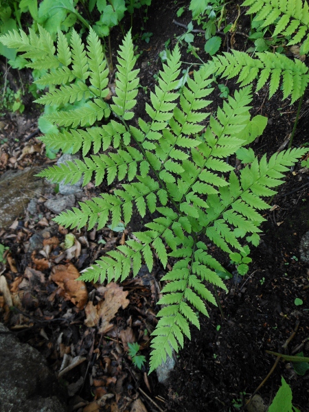 Image of Dryopteris goeringiana specimen.