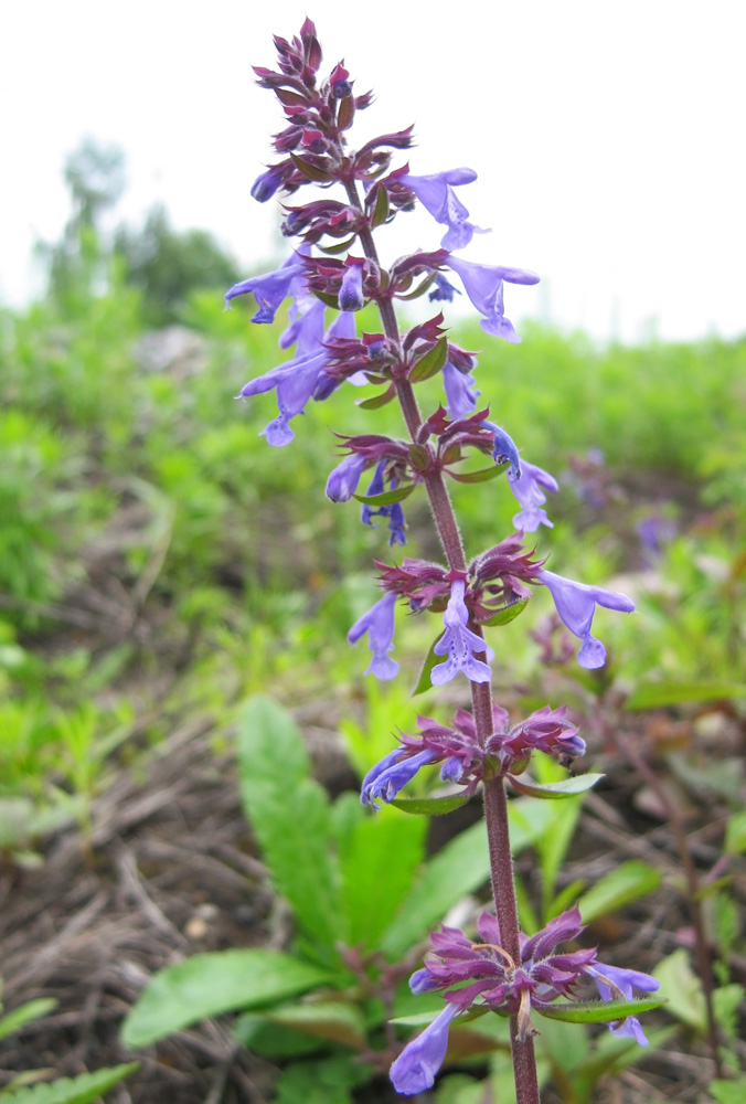 Изображение особи Dracocephalum nutans.