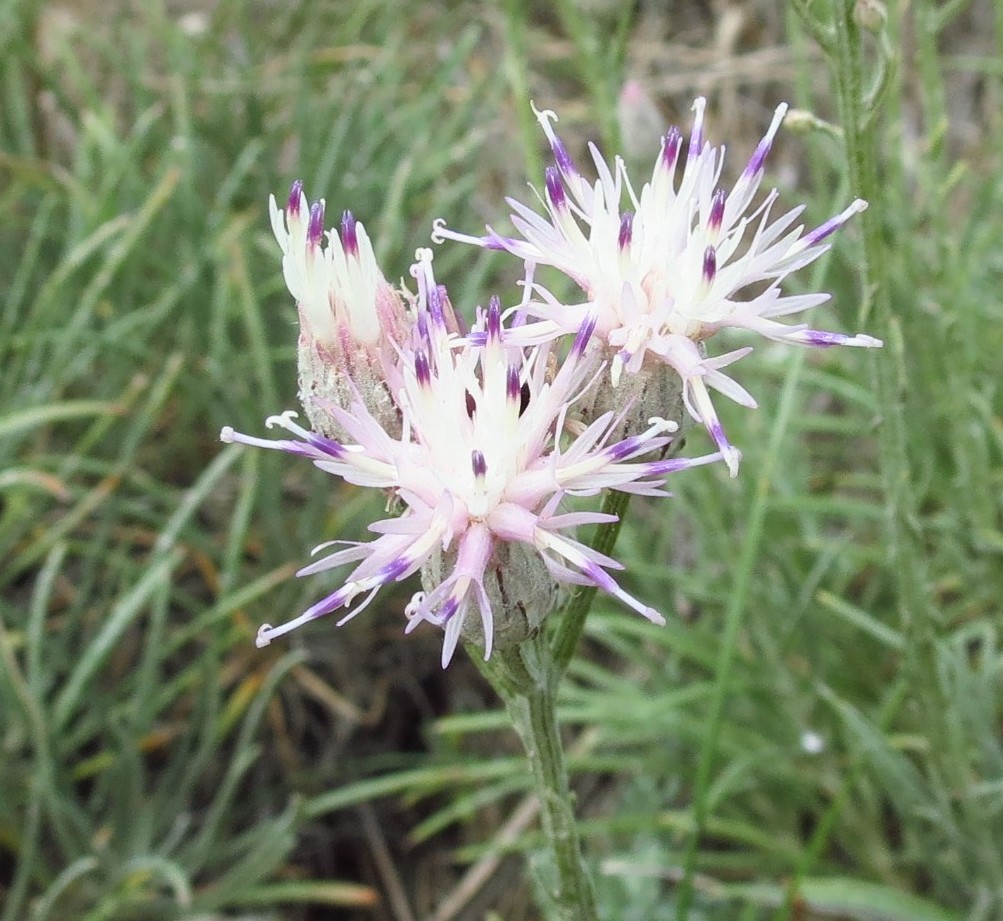 Изображение особи Jurinea stoechadifolia.